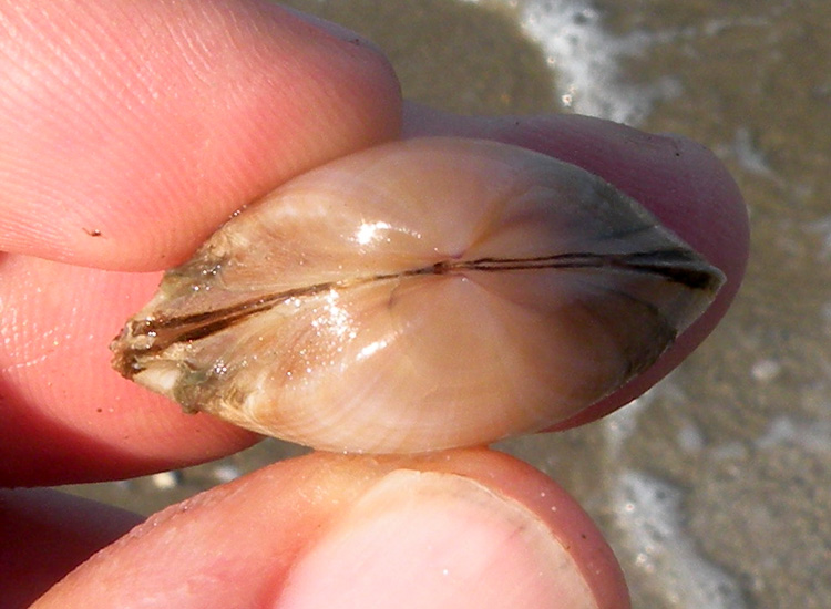 Molluschi delle spiagge adriatiche: Mactra stultorum